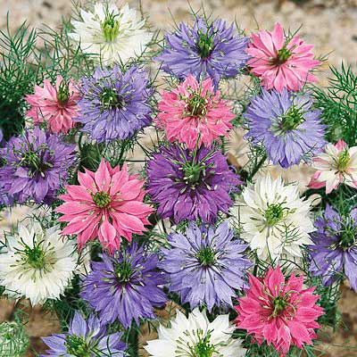 Miss Jekyll Love In A Mist Seeds