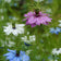 Miss Jekyll Love In A Mist Seeds|Pink and Blue and White Love in a Mist Seeds Miss Jekyll, Nigella damascena Miss Jekyll, Love in a Mist