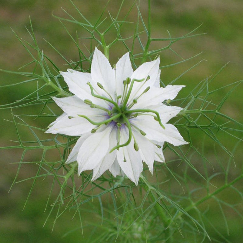 Miss Jekyll Love In A Mist Seeds