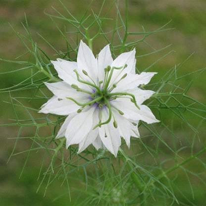 Miss Jekyll Love In A Mist Seeds