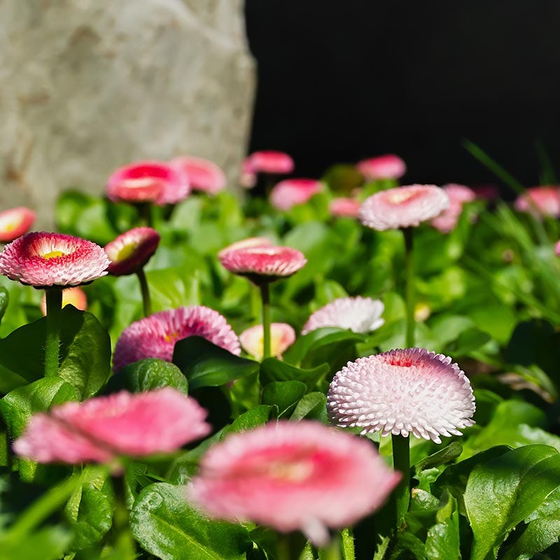 No Mow Flowering Lawn Seed Mix