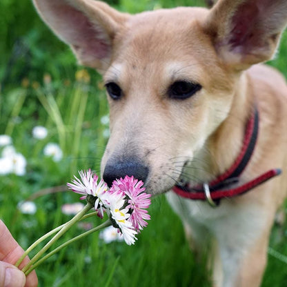 No Mow Flowering Lawn Seed Mix
