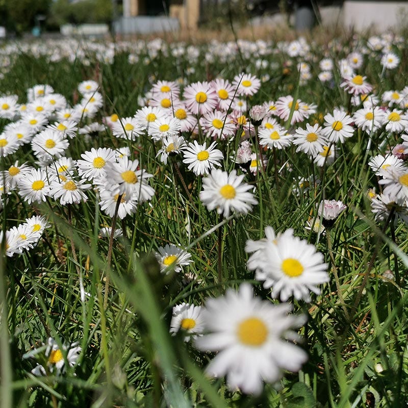 lawn flower seeds 5 lb No Mow Flowering Lawn Seed Mix