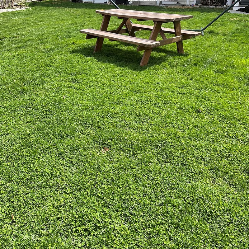 low mow grass seed 1 lb No Mow Lawn & Microclover Seed Mix by American Meadows