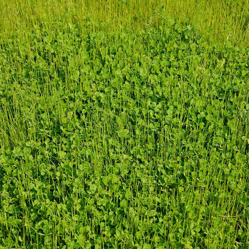No Mow Lawn & Microclover Seed Mix
