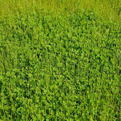No Mow Lawn & Microclover Seed Mix