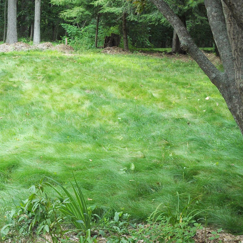 nk lawn & garden speedy green grass seed mixture 10 lb No Mow Lawn Grass Seed by American Meadows