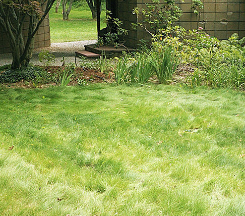 lawn covered with no mow grass