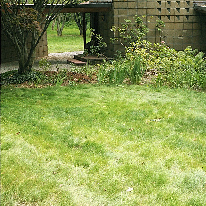 low maintenance grass seed 10 lb No Mow Lawn Grass Seed by American Meadows