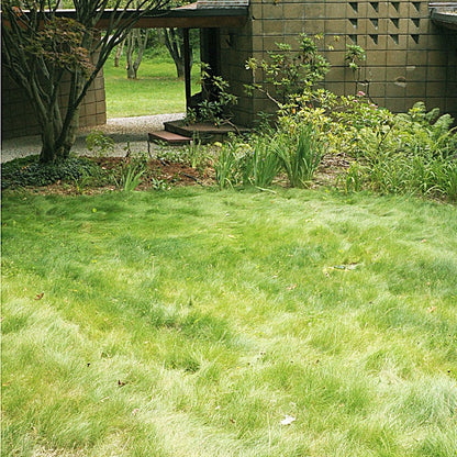 no mow grass seed lowe's 10 lb No Mow Lawn Grass Seed by American Meadows