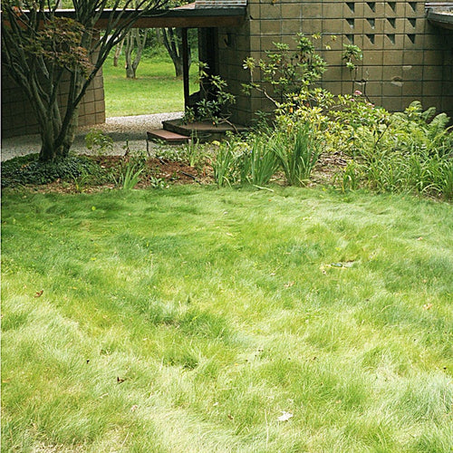 No Mow Lawn Grass Seed|Unmowed No Mow Grass