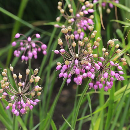 Nodding Onion (Allium)