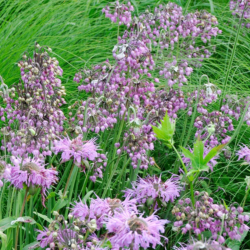 Nodding Onion (Allium)