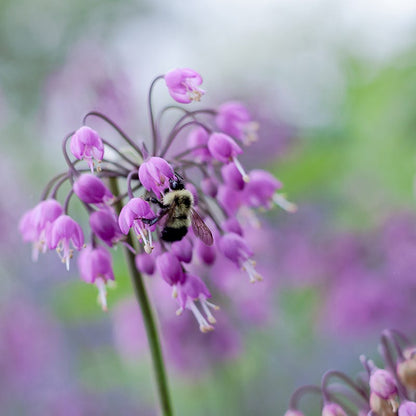 Fragrant Low Grow Plant Collection