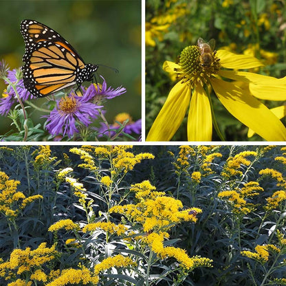 Ecoregion Native Plant Collection - Mixed Wood Plains