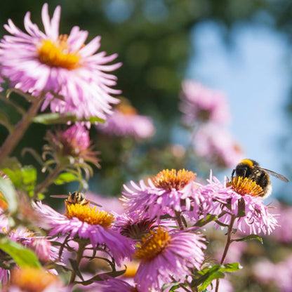 Northeast Pollinator Wildflower Seed Mix