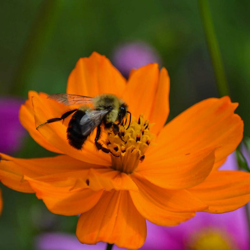 honey bee wildflower seed mix Northeast Pollinator Wildflower Seed Mix