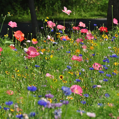 Northeast Pollinator Wildflower Seed Mix