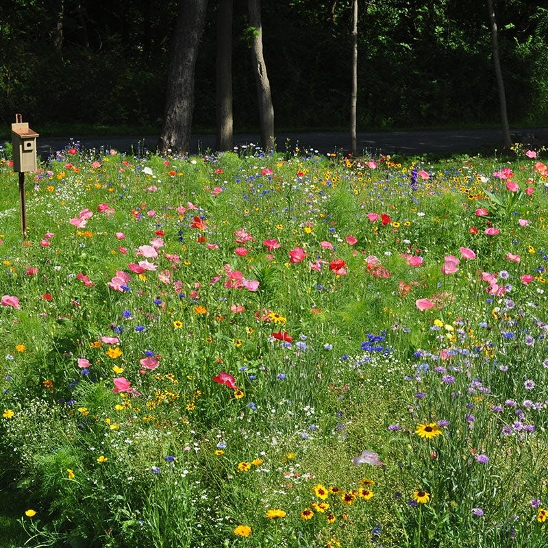 bulk wildflower seeds nz Northeast Pollinator Wildflower Seed Mix