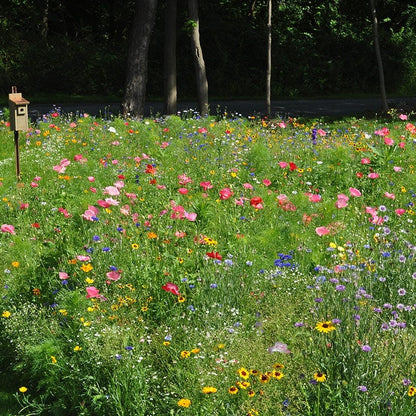 Northeast Pollinator Wildflower Seed Mix