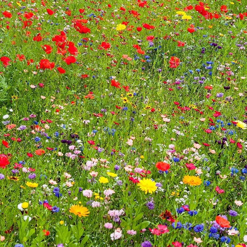 plant wildflower seeds in grass Northeast Wildflower Seed Mix