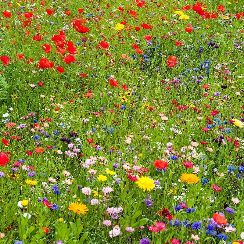new hampshire wildflower seeds New Hampshire Select Wildflower Seed Mix
