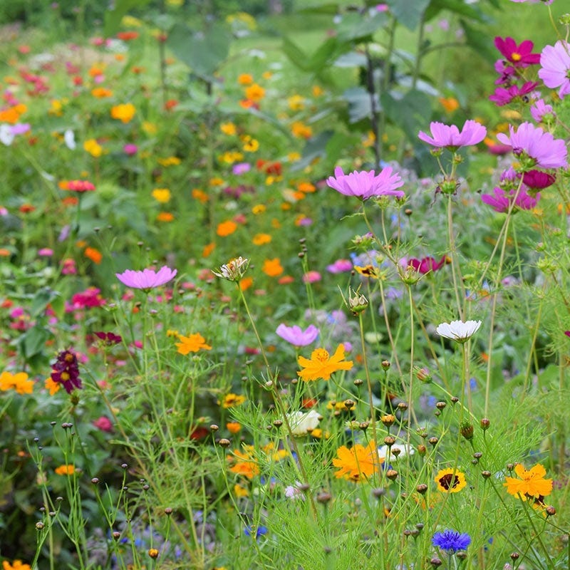New Jersey Select Wildflower Seed Mix