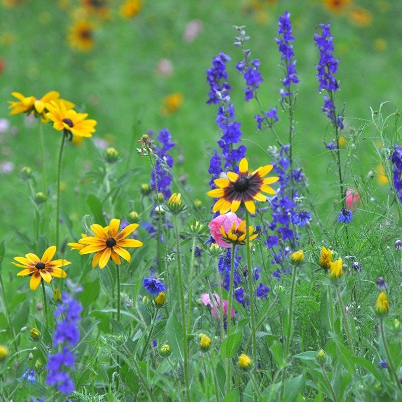 wild flower seed near me Maine Select Wildflower Seed Mix