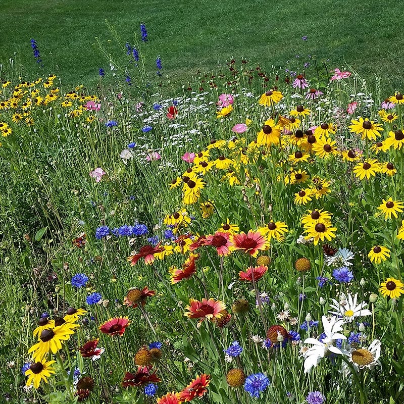 annual meadow flower seed mix Northeast Wildflower Seed Mix