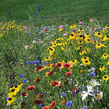 Northeast Wildflower Seed Mix