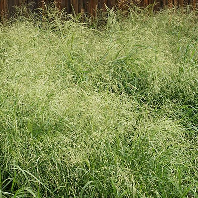 Northeast Native Grass Seed Mix