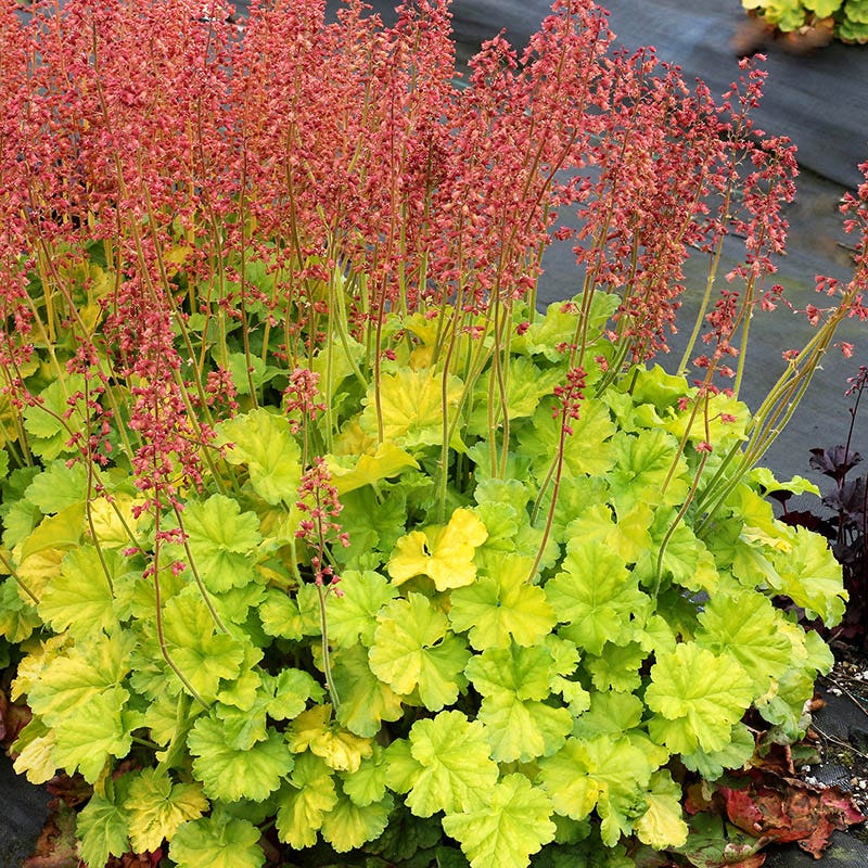 Northern Exposure™ Lime Coral Bells