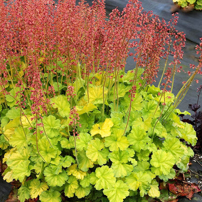 Northern Exposure™ Lime Coral Bells