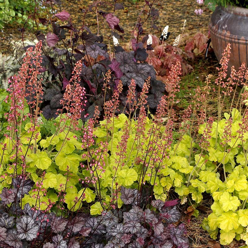 Northern Exposure™ Lime Coral Bells
