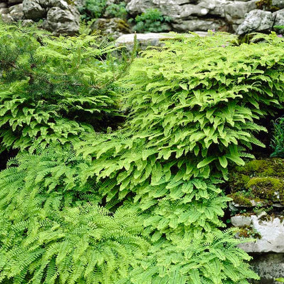 Woodland Edge Native Plant Collection