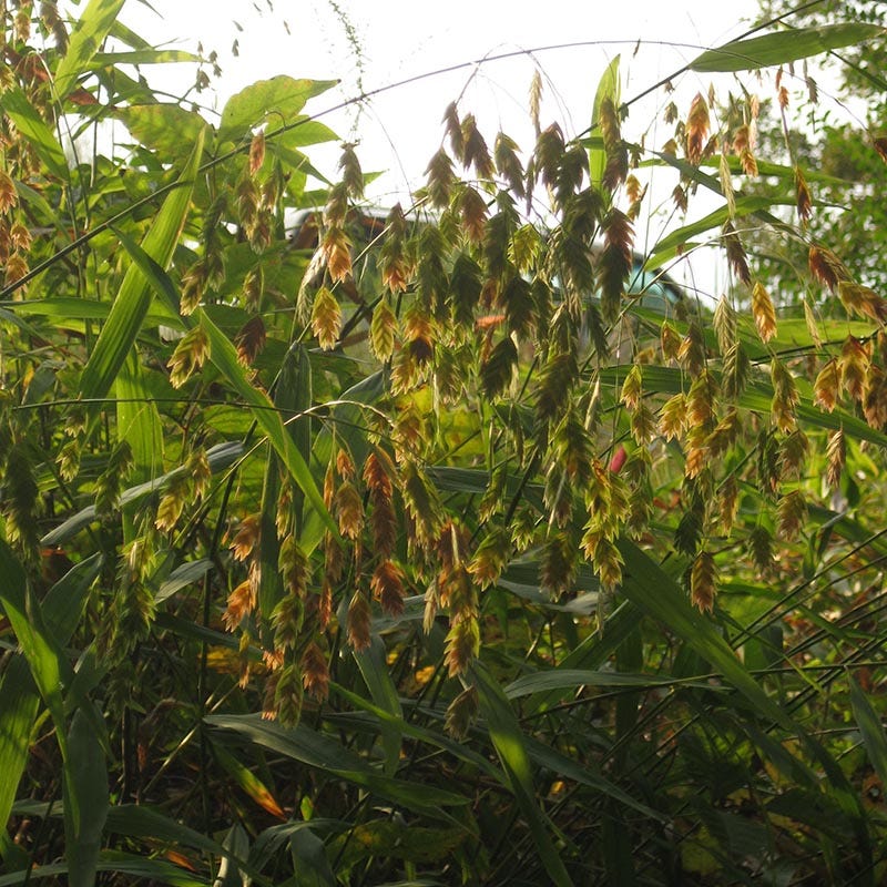 Fireflies Forever Native Plant Collection