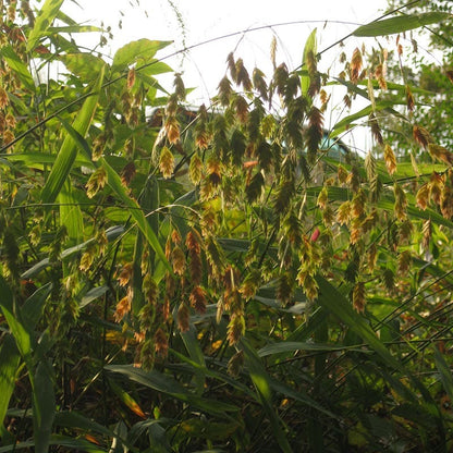 Fireflies Forever Native Plant Collection