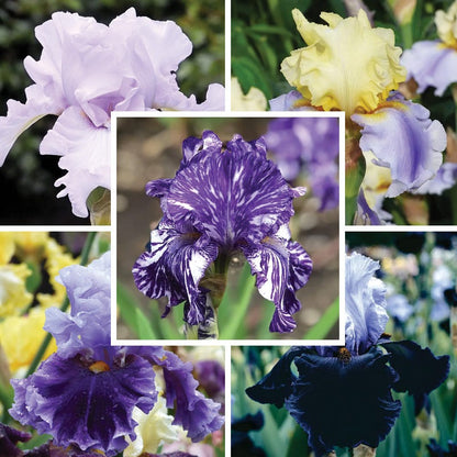 Northern Lights Bearded Iris Collection