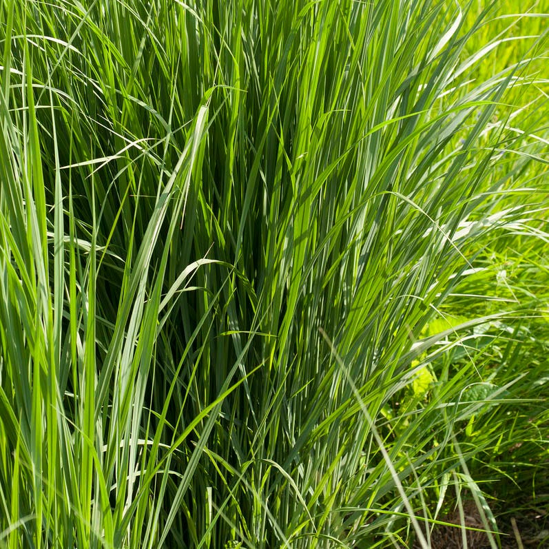 Northwind Switchgrass