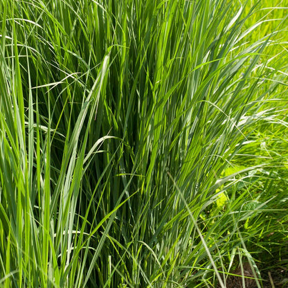 Northwind Switchgrass