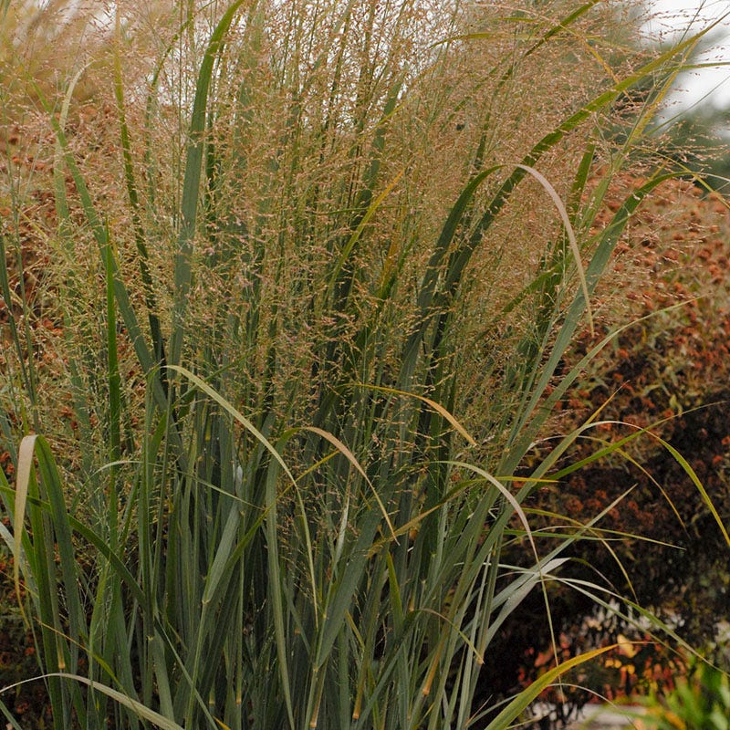 Northwind Switchgrass