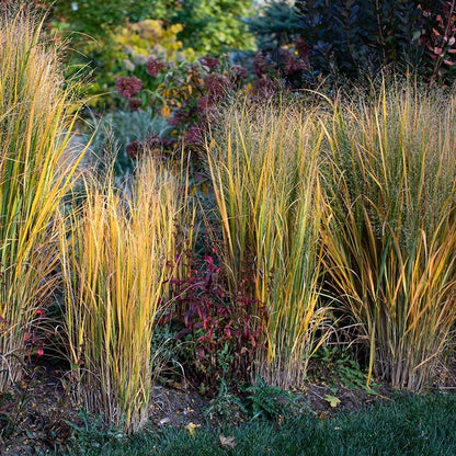 Northwind Switchgrass