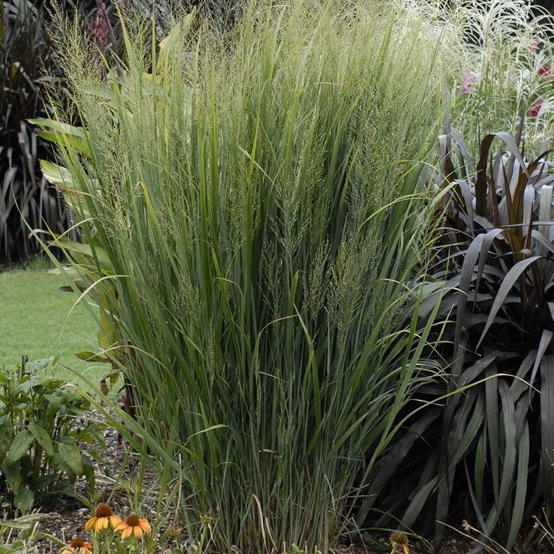 Earth Day Native Plant Collection