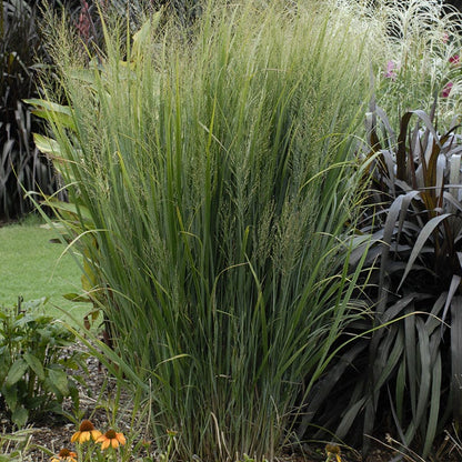 Earth Day Native Plant Collection