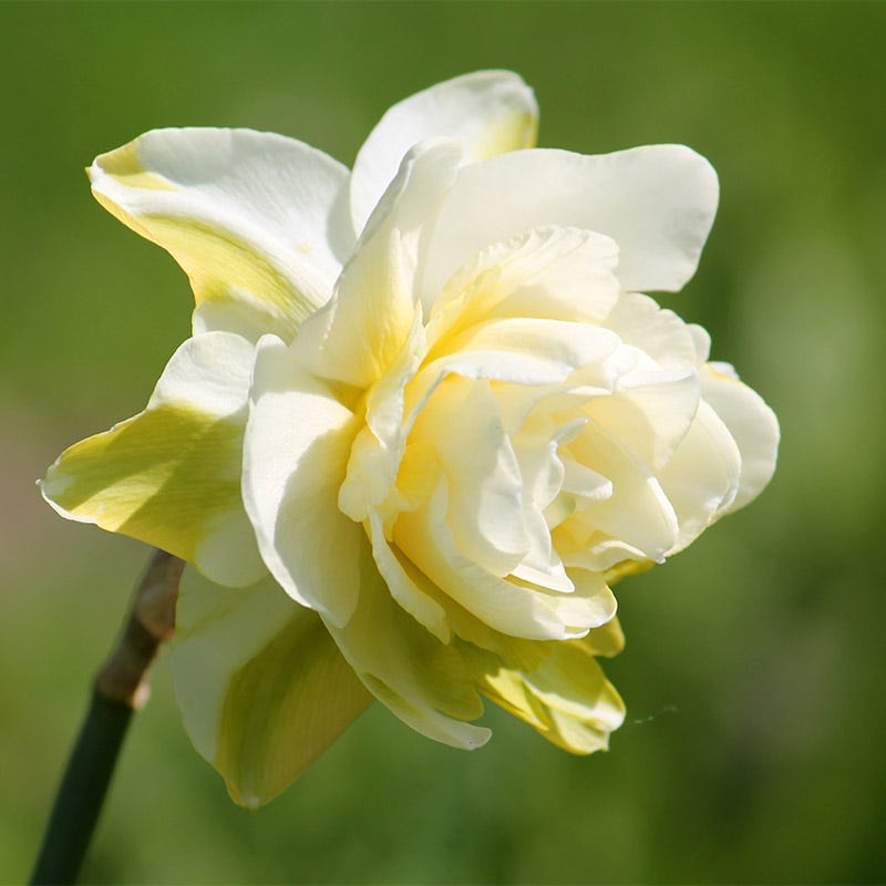 Obdam Double Daffodil