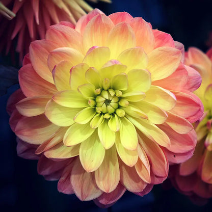 Evening Glow Dahlia Collection