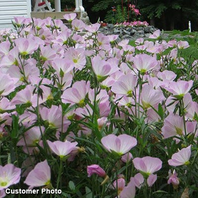 Showy Evening Primrose Seeds