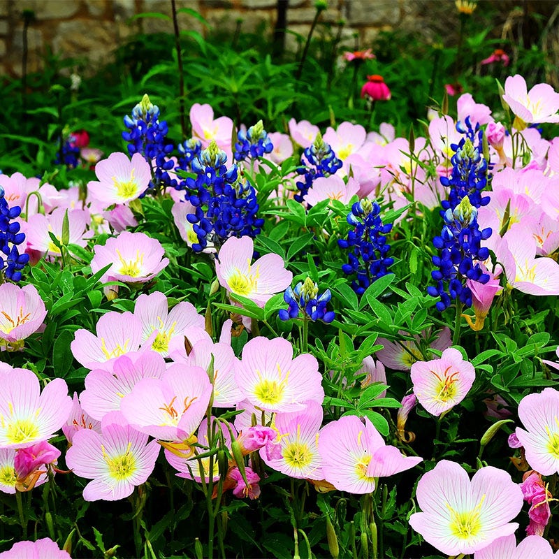 texas wildflower seeds free Native Southwest Wildflower Seed Mix