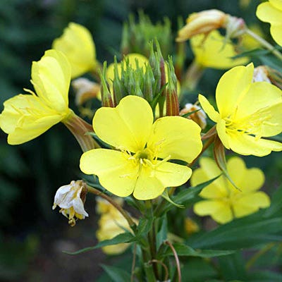 Tall Evening Primrose Seeds