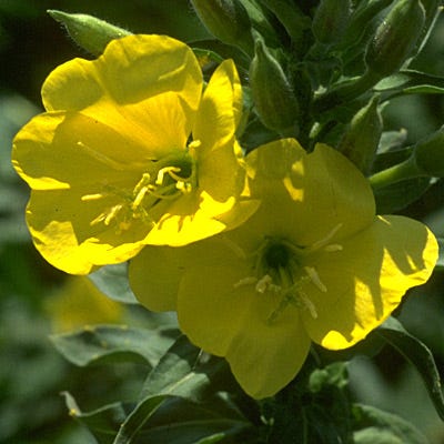 Evening Primrose Seeds